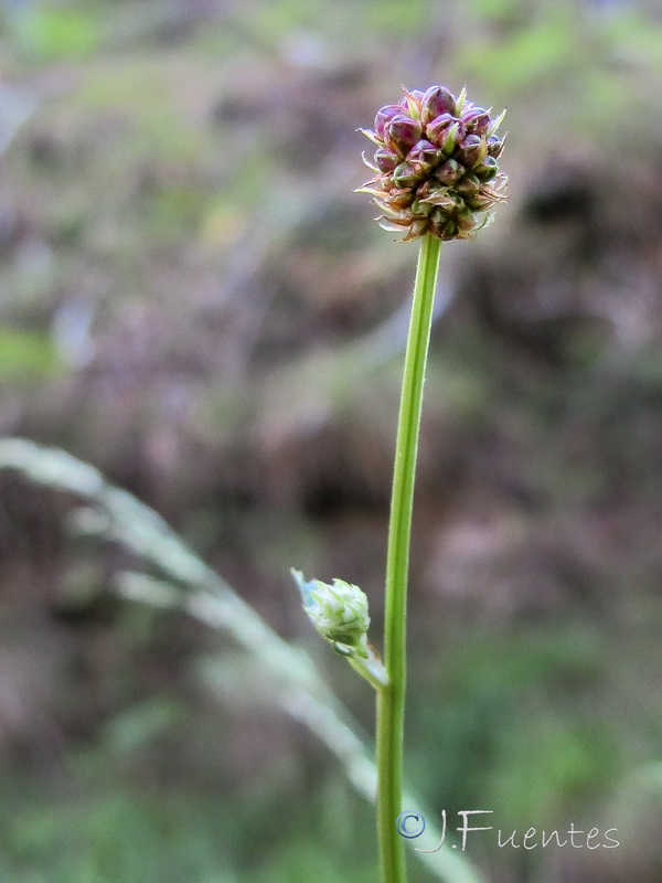 Sanguisorba officinalis.05