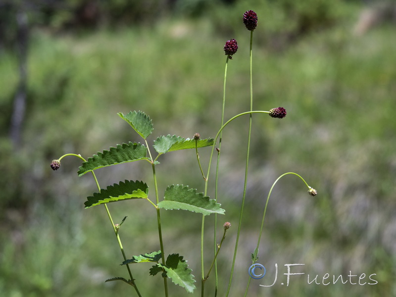 Sanguisorba officinalis.06