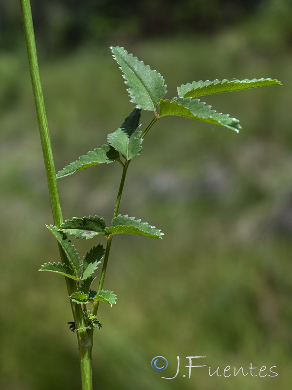 Sanguisorba officinalis.07