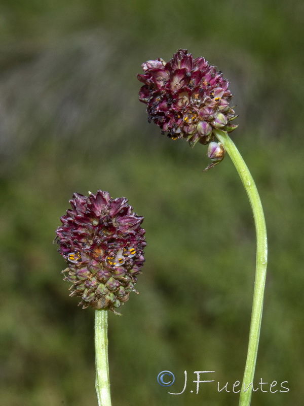 Sanguisorba officinalis.09