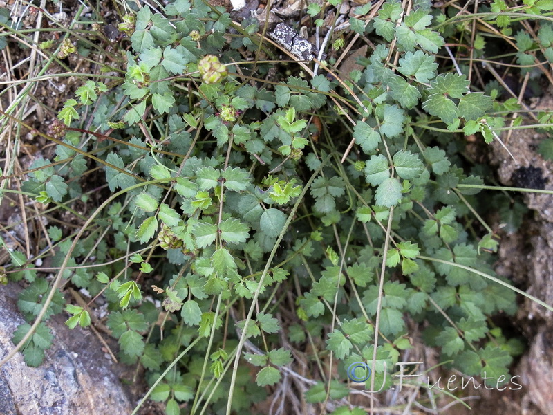 Sanguisorba rupicola.02