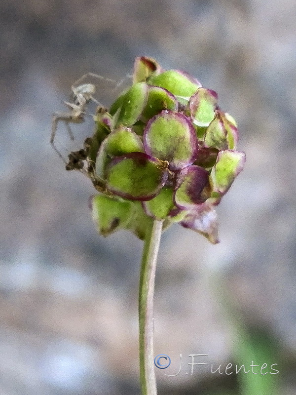 Sanguisorba rupicola.04