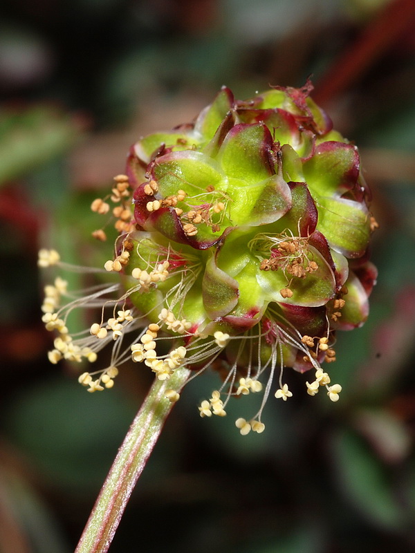 Sanguisorba rupicola.09