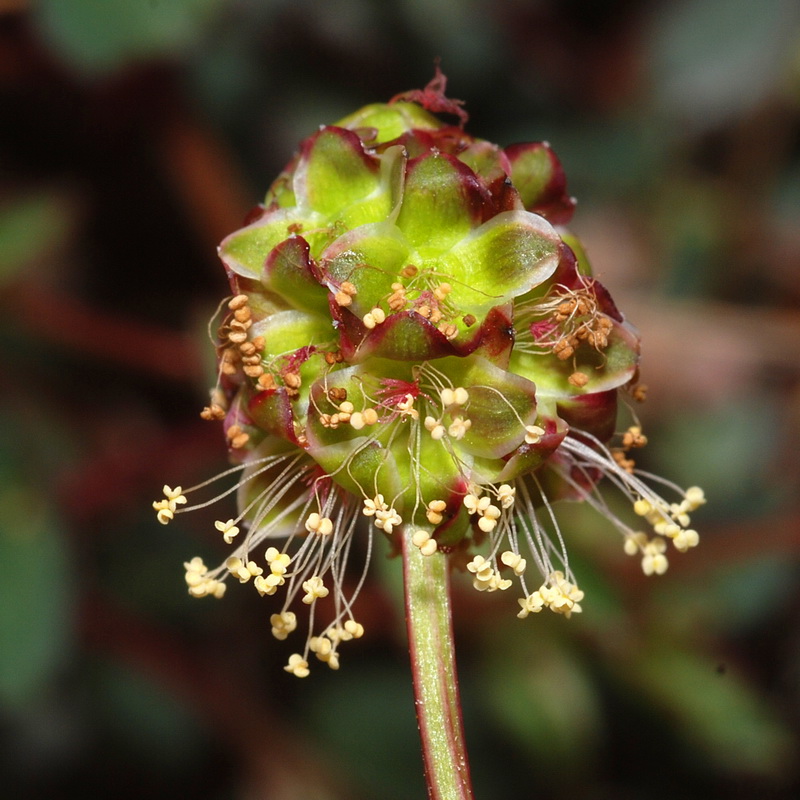 Sanguisorba rupicola.13