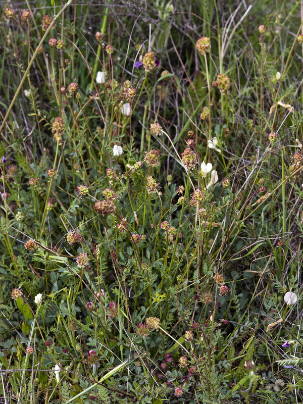 Sanguisorba verrucosa.02