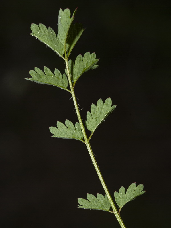 Sanguisorba verrucosa.06