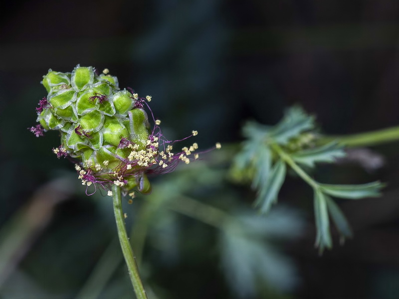 Sanguisorba verrucosa.07