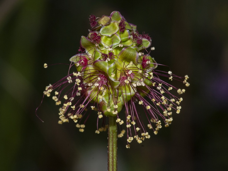 Sanguisorba verrucosa.09