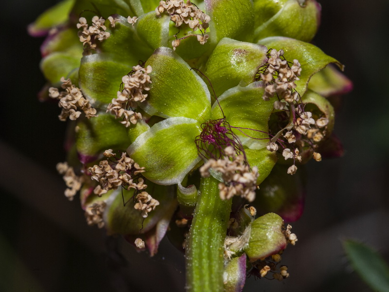 Sanguisorba verrucosa.11