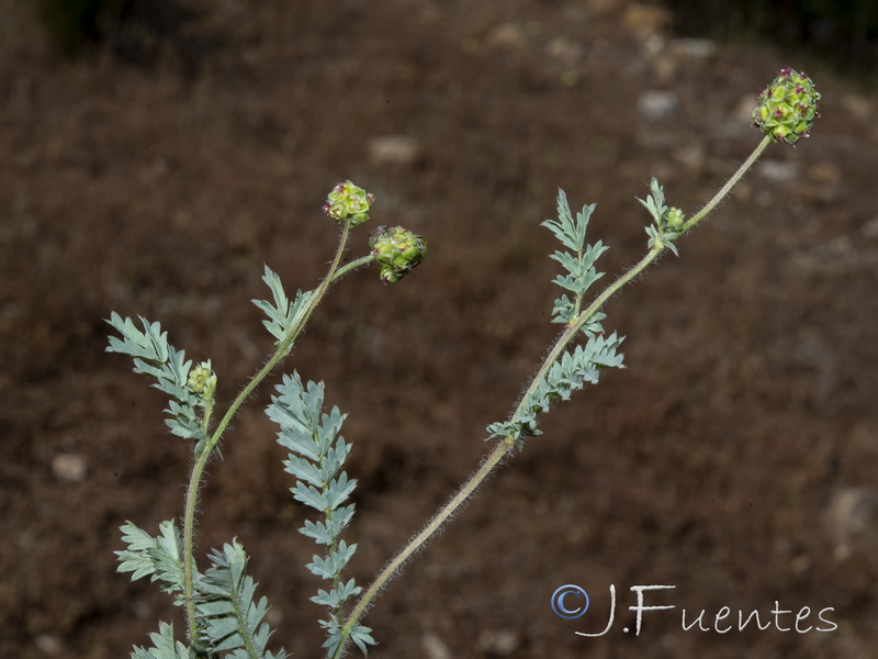 Sanguisorba verrucosa.13