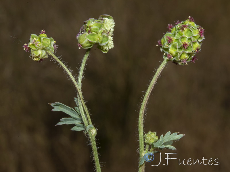 Sanguisorba verrucosa.14