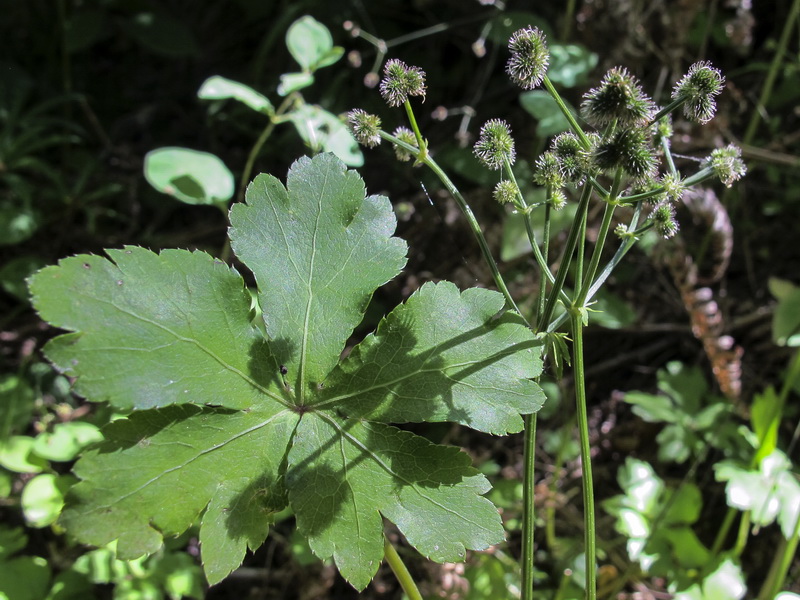Sanicula europaea.08