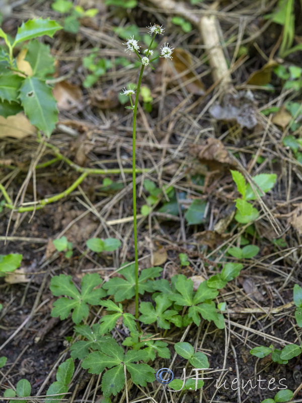 Sanicula europaea.10