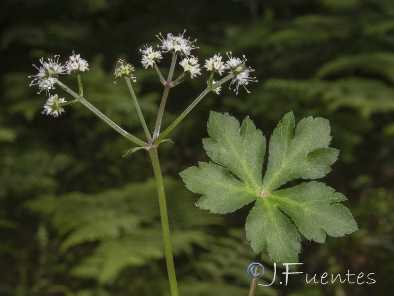Sanicula europaea.13