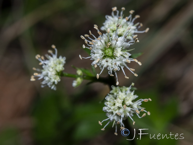 Sanicula europaea.16