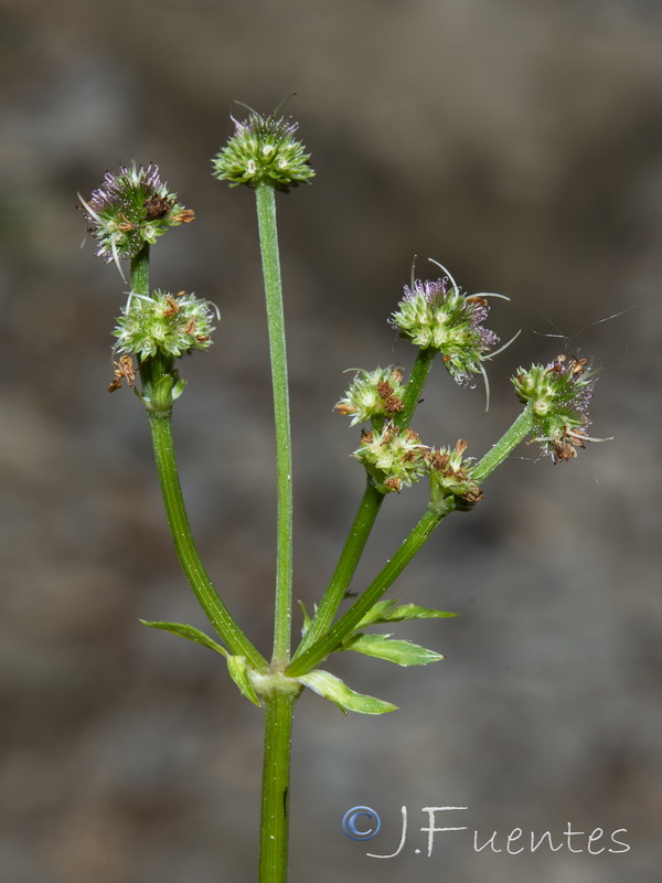 Sanicula europaea.18