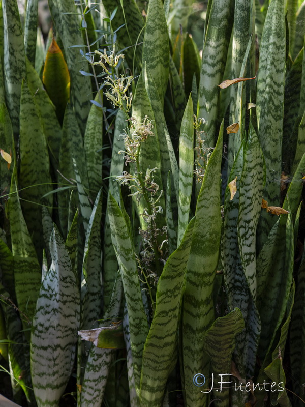Sansevieria trifasciata.01