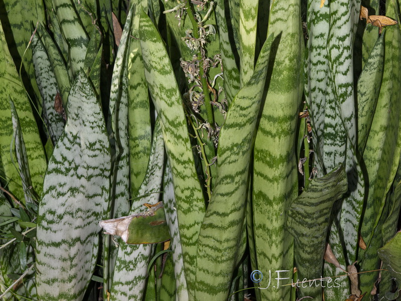 Sansevieria trifasciata.02