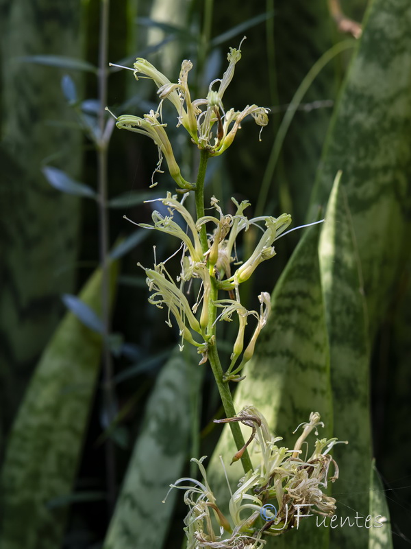 Sansevieria trifasciata.03
