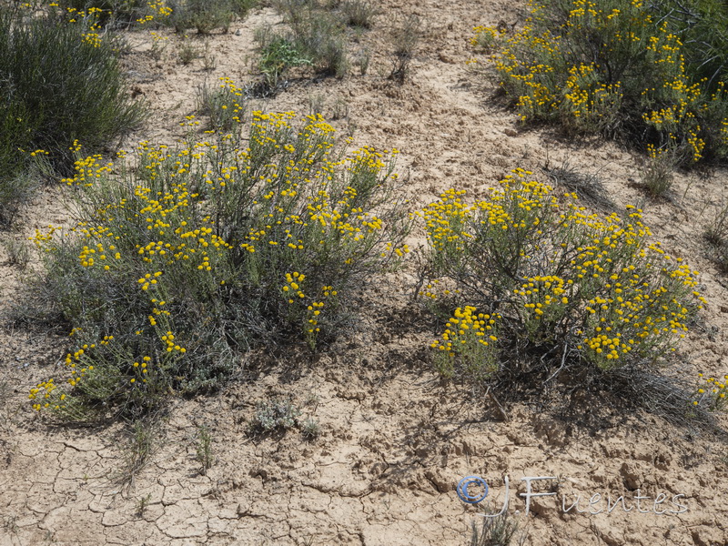 Santolina ericoides.01