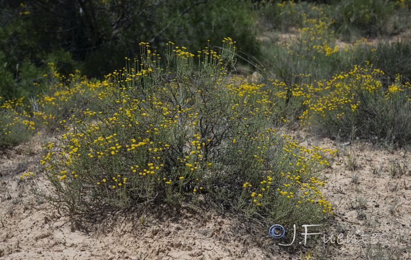 Santolina ericoides.02