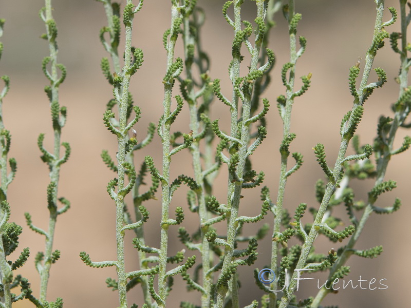 Santolina ericoides.04
