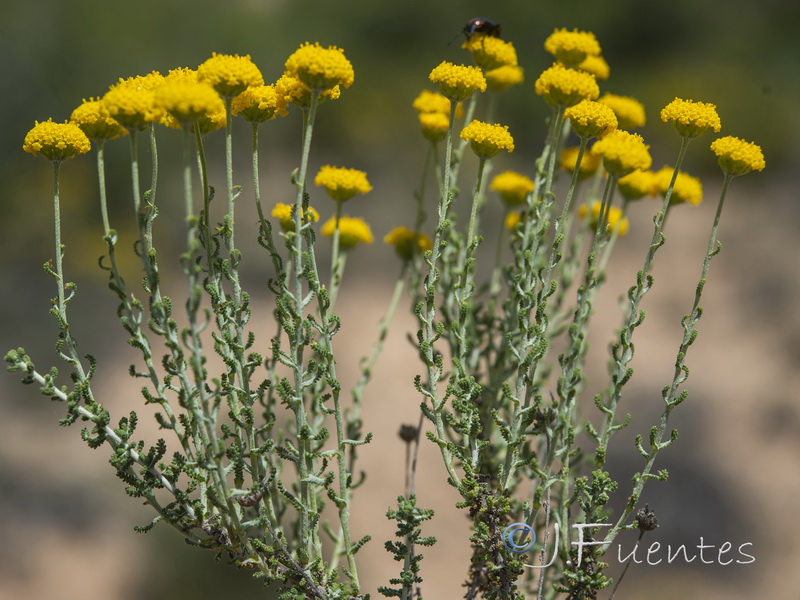 Santolina ericoides.05