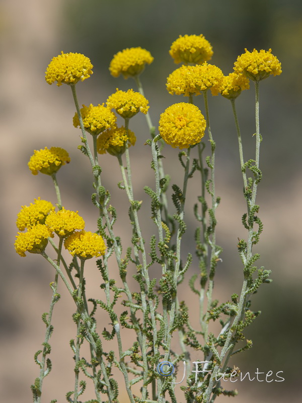 Santolina ericoides.06