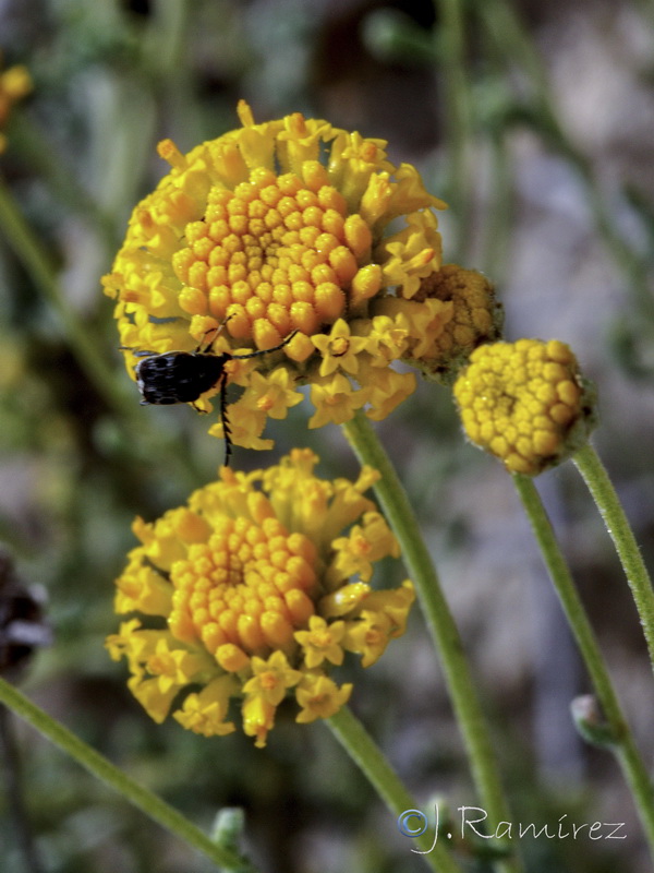Santolina ericoides.11