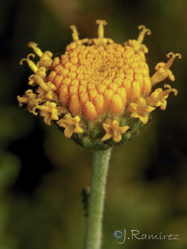 Santolina ericoides.12