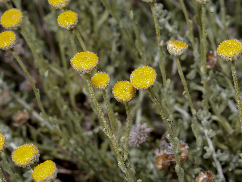 Santolina chamaecyparissus tomentosa.06