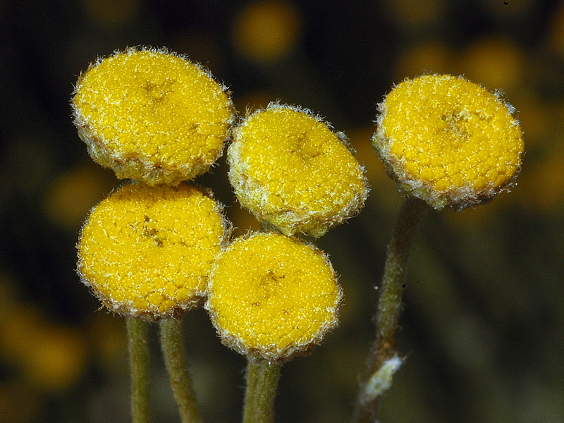 Santolina chamaecyparissus tomentosa.08