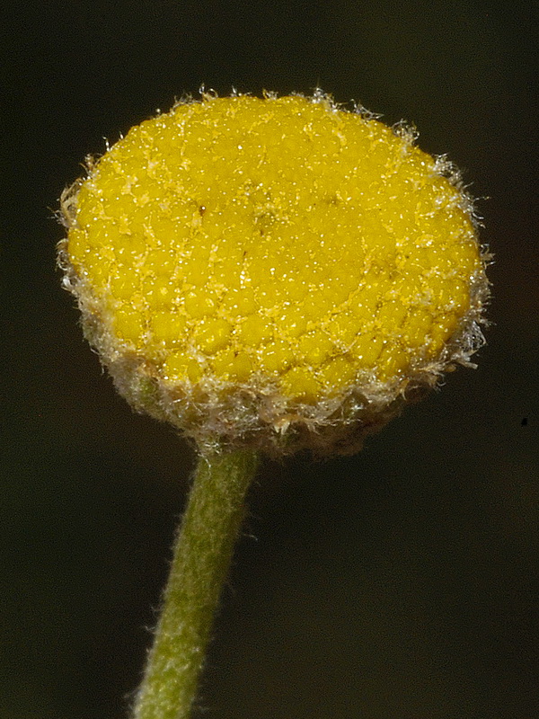 Santolina chamaecyparissus tomentosa.09