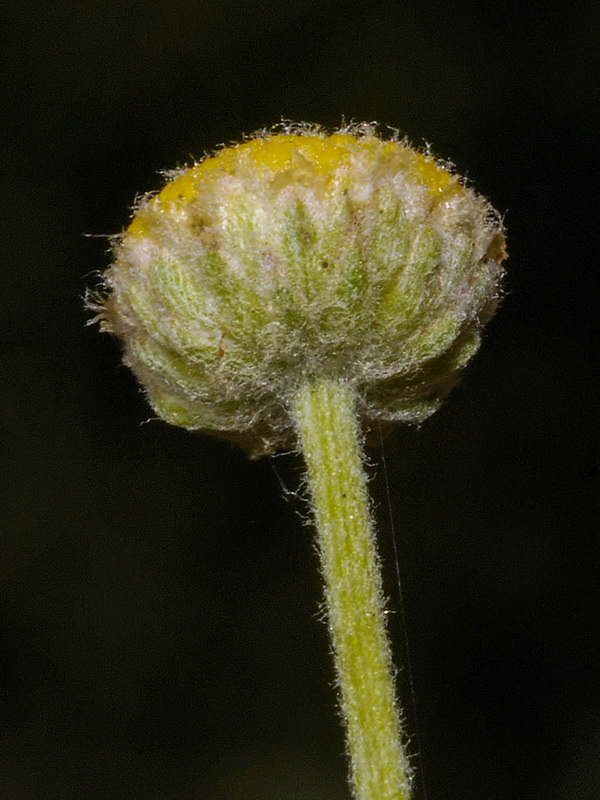Santolina chamaecyparissus tomentosa.12