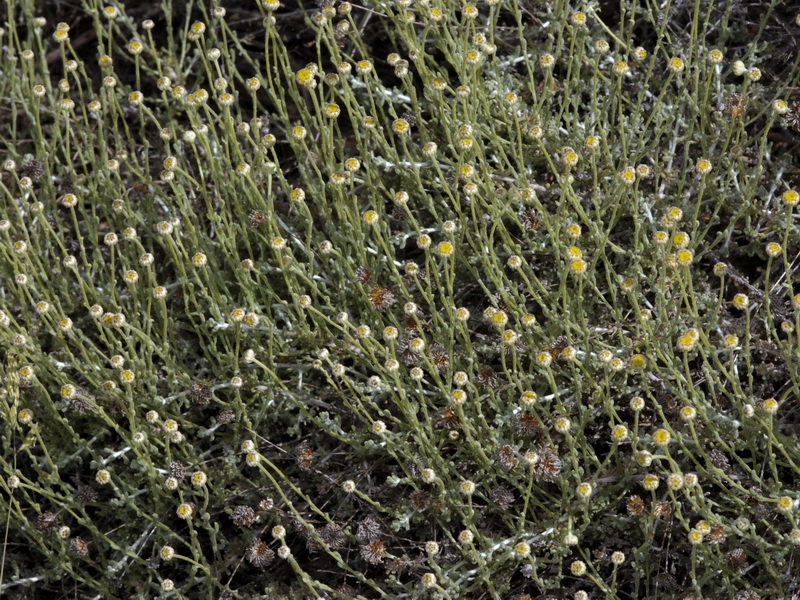 Santolina villosa.04