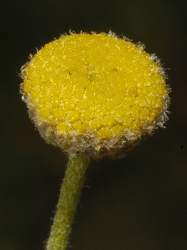 Santolina villosa.19