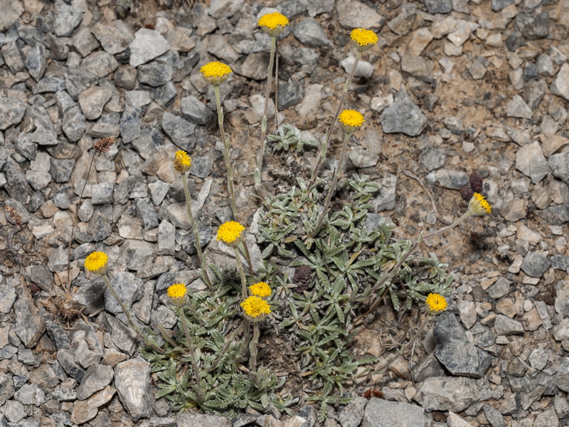 Santolina elegans.01