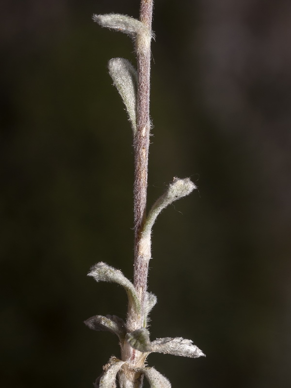 Santolina elegans.14