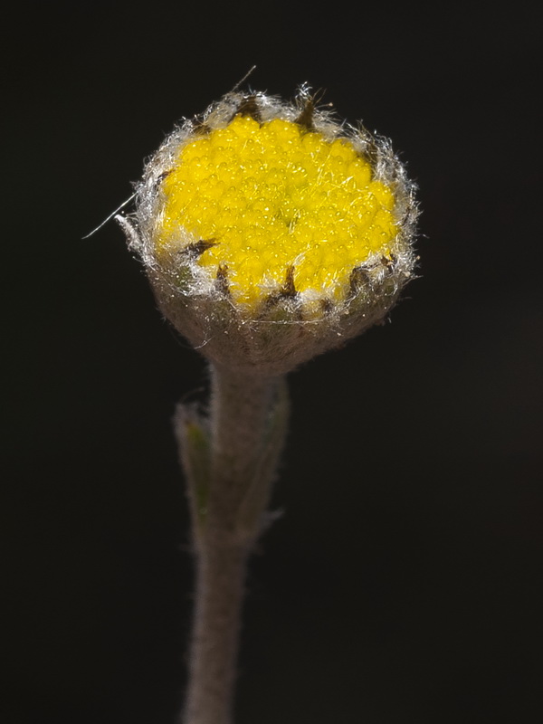 Santolina elegans.17