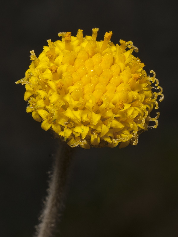 Santolina elegans.21