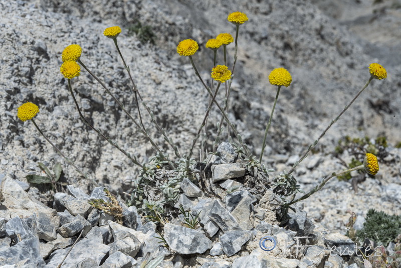 antolina elegans.40