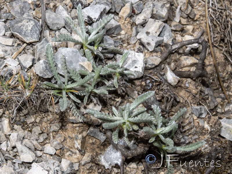 antolina elegans.43