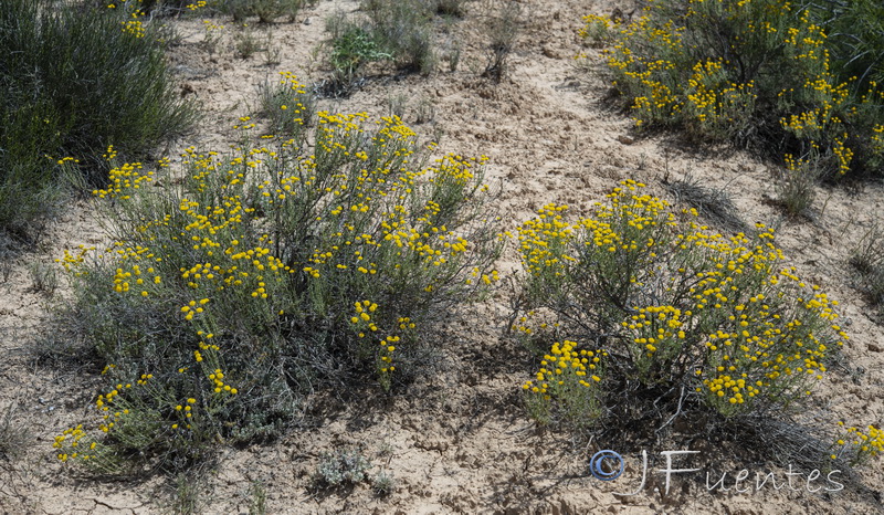Santolina chamaecyparissus tomentosa.01