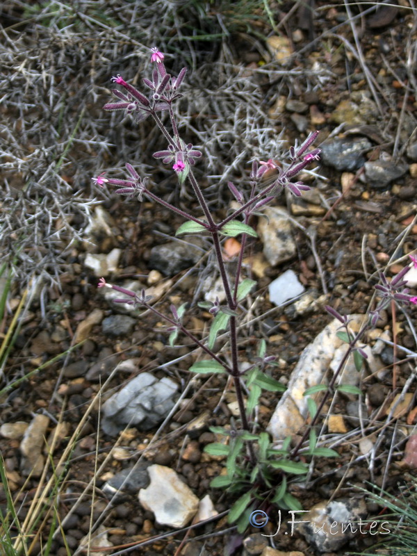 Saponaria glutinosa.01