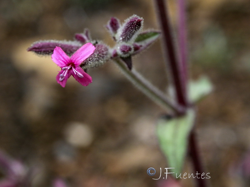 Saponaria glutinosa.04