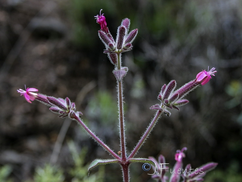 Saponaria glutinosa.06