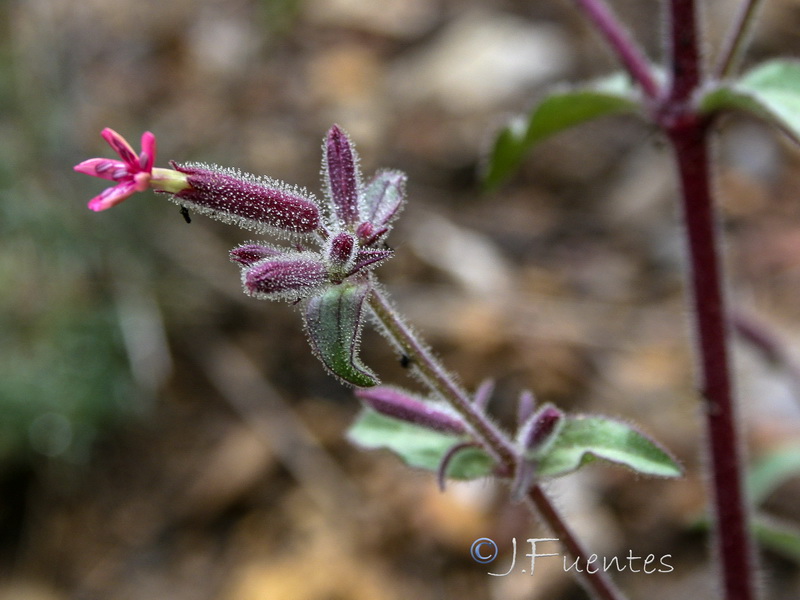 Saponaria glutinosa.07