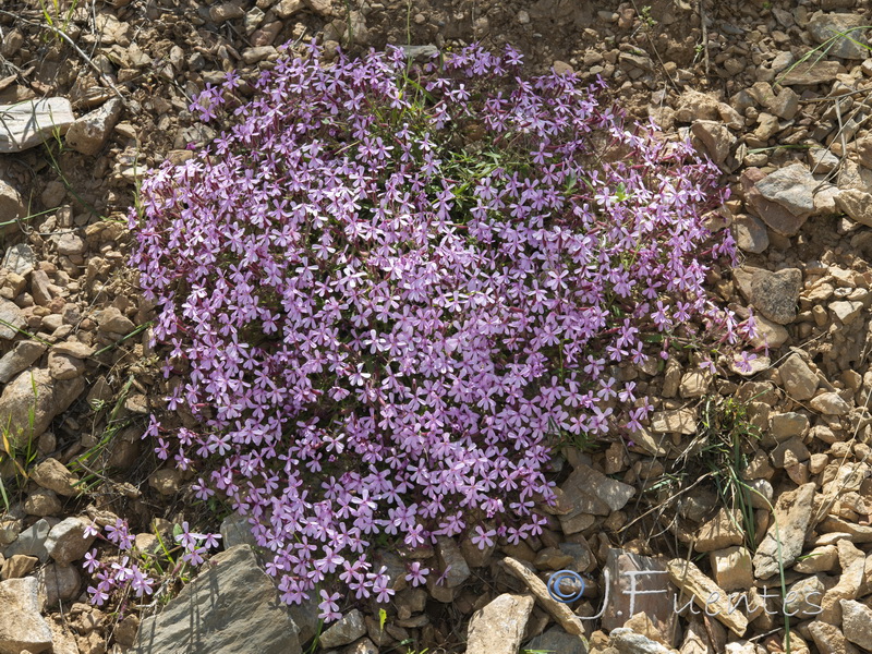 Saponaria ocymoides.01