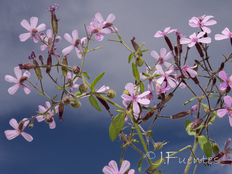 Saponaria ocymoides.07