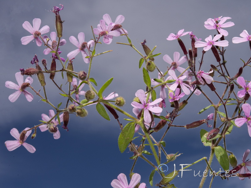 Saponaria ocymoides.07